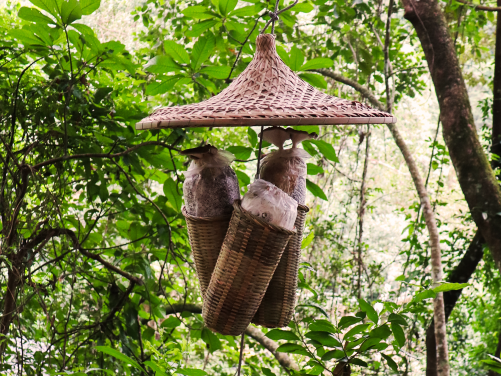 Agroforestry - Mushroom growing